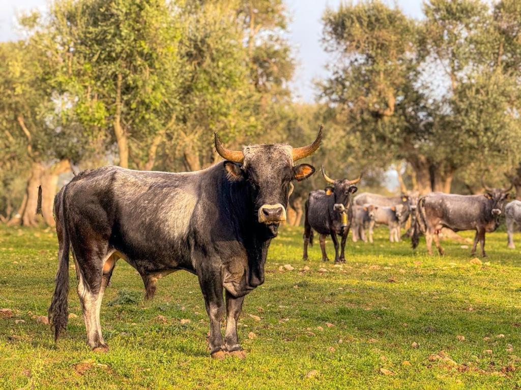 Crispiano Masseria Pilano מראה חיצוני תמונה